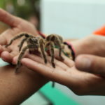 Araña sobre las manos
