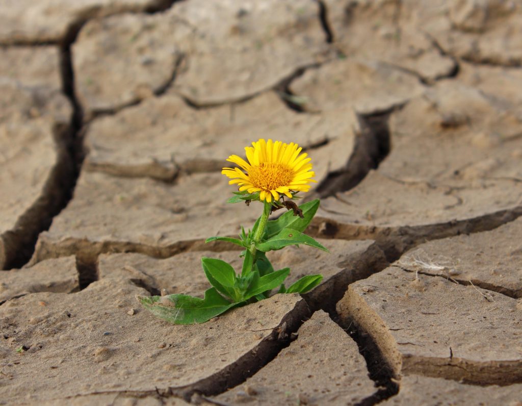 flor-en-el-desierto (como mejorar la motivación de tus alumnos)
