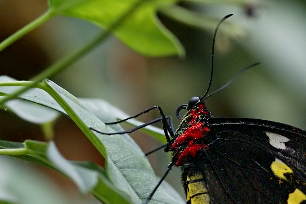 Una mariposa sobre una hoja (Como mejorar la motivación de tus alumnos)